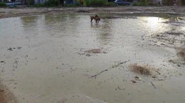 Sokak köpekleri boş arazide aylak aylak dolaşırken oyun oynuyorlar.. 