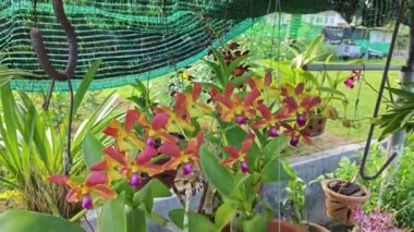 bir melez dendrobium orkide kökü.