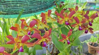 bir melez dendrobium orkide kökü.