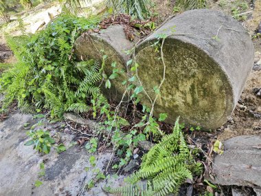 Eğrelti otlarının ve sürünen eğreltiotu yapraklarının arasında bırakılmış gri silindirik beton..