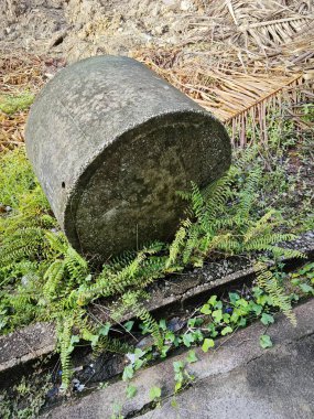 Eğrelti otlarının ve sürünen eğreltiotu yapraklarının arasında bırakılmış gri silindirik beton..