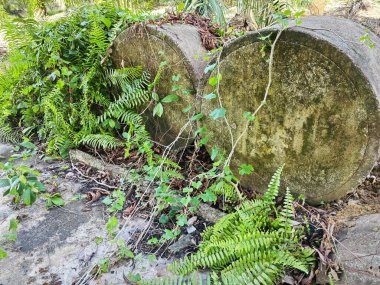 Eğrelti otlarının ve sürünen eğreltiotu yapraklarının arasında bırakılmış gri silindirik beton..