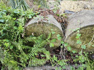 Eğrelti otlarının ve sürünen eğreltiotu yapraklarının arasında bırakılmış gri silindirik beton..