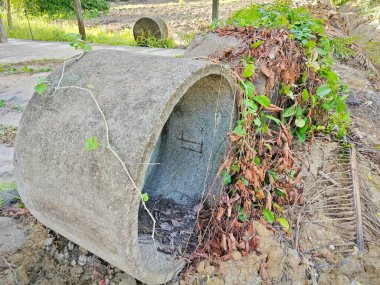 Eğrelti otlarının ve sürünen eğreltiotu yapraklarının arasında bırakılmış gri silindirik beton..
