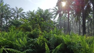 Çalı fidanlıklarında güneş ışığı parlıyor..