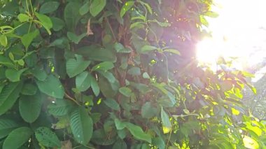 Çalı fidanlıklarında güneş ışığı parlıyor..