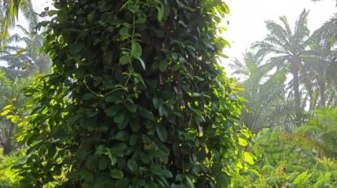 Çalı fidanlıklarında güneş ışığı parlıyor..