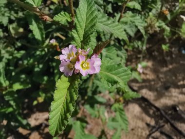 Minik pembe melochia corchorifolia çiçek bitkisi.