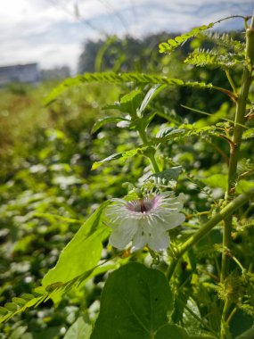 Çalı çayırında vahşi bir çiçek açmıştı.. 