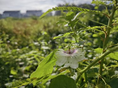 Çalı çayırında vahşi bir çiçek açmıştı.. 