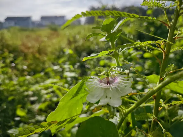 Çalı çayırında vahşi bir çiçek açmıştı.. 