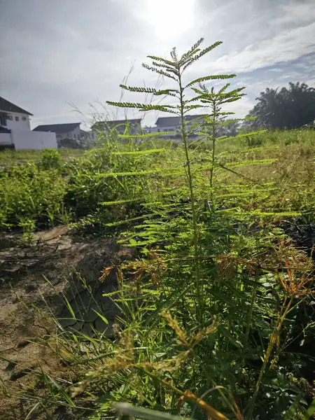 Vahşi çayırlarda yetişen vahşi bitki örtüsü..