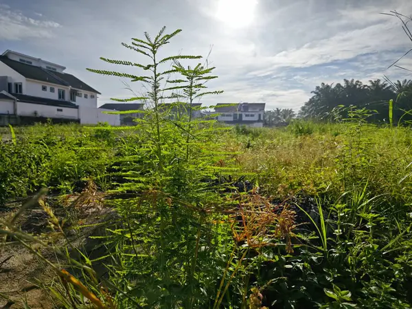 Vahşi çayırlarda yetişen vahşi bitki örtüsü..
