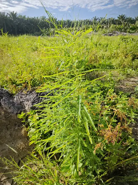 Vahşi çayırlarda yetişen vahşi bitki örtüsü..