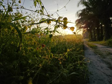 Parlak güneş ışığı kırsal yol kenarındaki çalılıklara doğru parıldıyor..