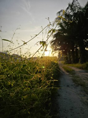 Parlak güneş ışığı kırsal yol kenarındaki çalılıklara doğru parıldıyor..