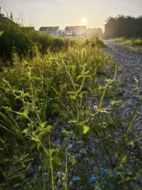 Parlak güneş ışığı kırsal yol kenarındaki çalılıklara doğru parıldıyor..