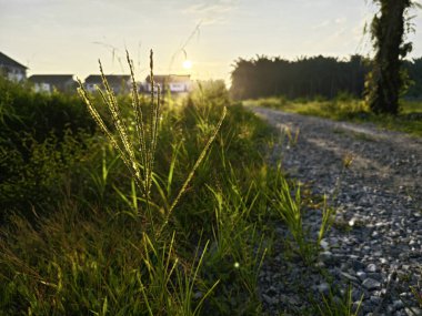 Parlak güneş ışığı kırsal yol kenarındaki çalılıklara doğru parıldıyor..