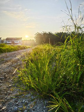 Parlak güneş ışığı kırsal yol kenarındaki çalılıklara doğru parıldıyor..