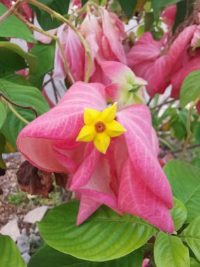 Pembe mussaendae eritrophylla, yıldız benzeri çiçekli çalı bitkisi.. 