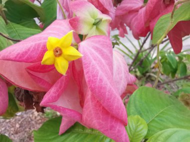 Pembe mussaendae eritrophylla, yıldız benzeri çiçekli çalı bitkisi.. 