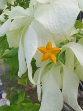 Beyaz mussaendae eritrophylla yıldız benzeri çiçekli çalılık..   