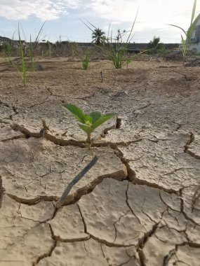 Kurumuş topraktan yabani ot filizleniyor.