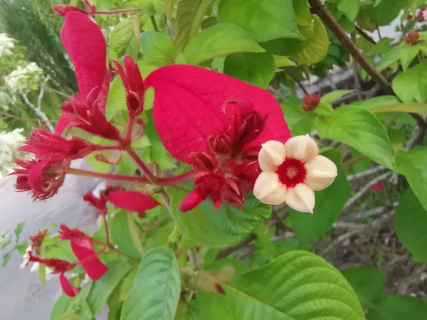 Kırmızı mussaenda eritrophylla, yıldız benzeri çiçekli çalılık..  