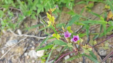 Çayırdaki küçük pembe ipomoea triloba çiçeği.. 