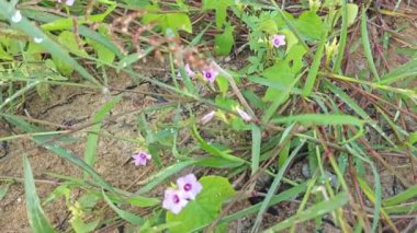 Çayırdaki küçük pembe ipomoea triloba çiçeği.. 