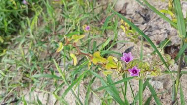 Çayırdaki küçük pembe ipomoea triloba çiçeği.. 