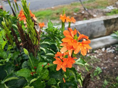 cluster of orange-colored crosssandra infundibuliformis flower. clipart