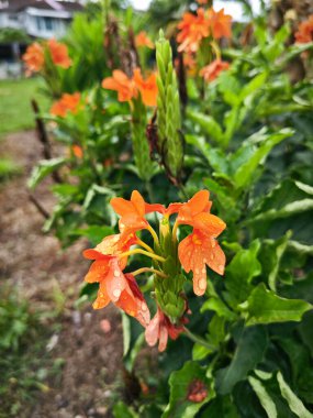 Turuncu renkli çapraz-Sandra infundibuliforis çiçeği kümesi.