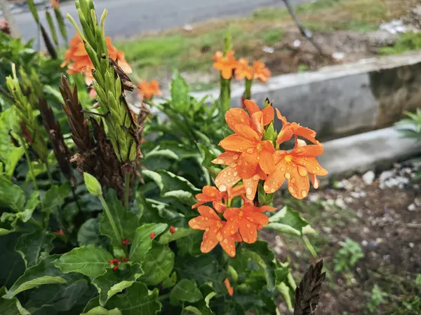 stock image cluster of orange-colored crosssandra infundibuliformis flower.