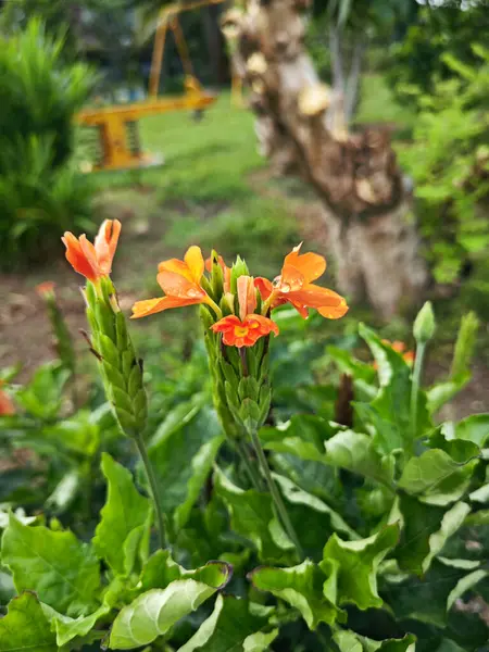 Stock image cluster of orange-colored crosssandra infundibuliformis flower.