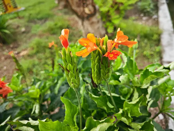 stock image cluster of orange-colored crosssandra infundibuliformis flower.