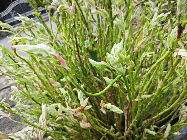 stock image stem branching succulent Euphorbia tithymaloides plant.