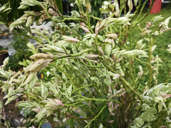 stock image stem branching succulent Euphorbia tithymaloides plant.