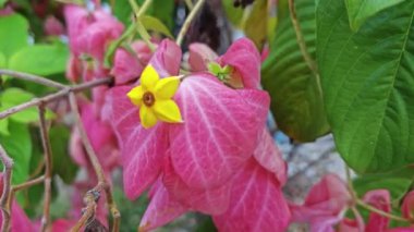 Pembe mussaendae eritrophylla, yıldız benzeri çiçekli çalı bitkisi.. 
