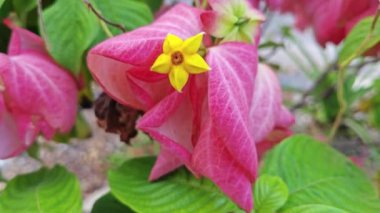 Pembe mussaendae eritrophylla, yıldız benzeri çiçekli çalı bitkisi.. 