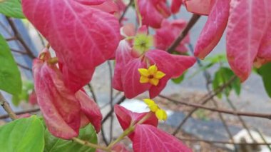 Pembe mussaendae eritrophylla, yıldız benzeri çiçekli çalı bitkisi.. 