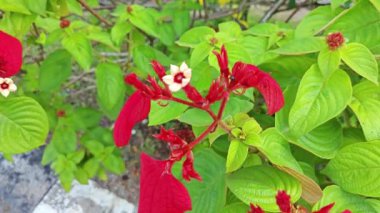 Kırmızı mussaenda eritrophylla, yıldız benzeri çiçekli çalılık.. 