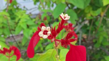 Kırmızı mussaenda eritrophylla, yıldız benzeri çiçekli çalılık.. 