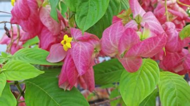 Pembe mussaendae eritrophylla, yıldız benzeri çiçekli çalı bitkisi.. 