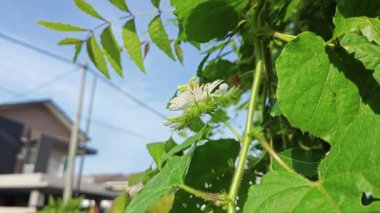 Vahşi Passiflora foetida çiçeği sürünen bitki. 