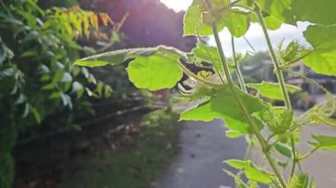 Vahşi Passiflora foetida çiçeği sürünen bitki. 