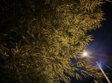 Ağaç dallarında sokak lambaları görüyor ve geceleri ayrılıyor..