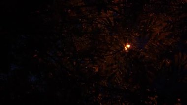 Ağaç dallarında sokak lambaları görüyor ve geceleri ayrılıyor.. 