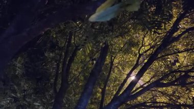 Ağaç dallarında sokak lambaları görüyor ve geceleri ayrılıyor.. 