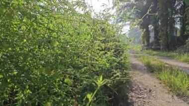 Sabah güneşi doğar kırsal yol kenarındaki çalılıklara doğru.. 